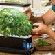 AeroGarden Sprout LED with Gourmet Herb Seed Pod Kit | $50 | Amazon